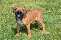 Boxer pups - 7 - Thumbnail