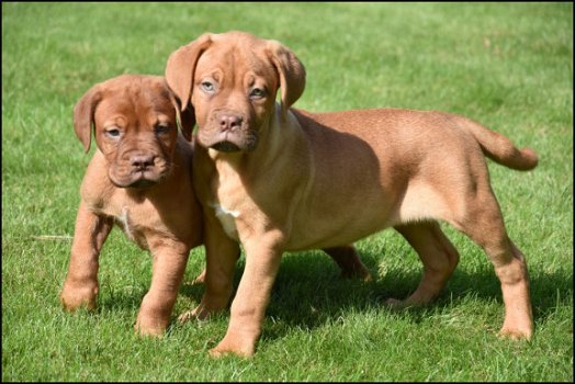 Bordeaux dog pups - 1