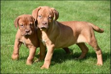 Bordeaux dog pups