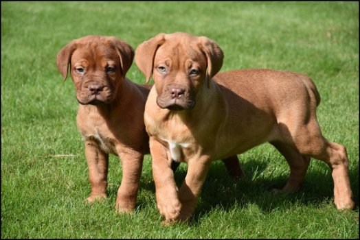 Bordeaux dog pups - 2