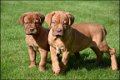 Bordeaux dog pups - 2 - Thumbnail