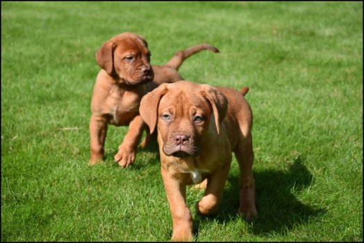 Bordeaux dog pups - 3