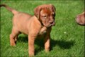 Bordeaux dog pups - 4 - Thumbnail