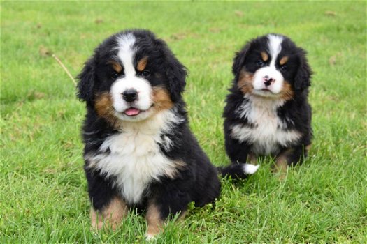 Berner sennen pups - 1