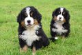 Berner sennen pups - 1 - Thumbnail