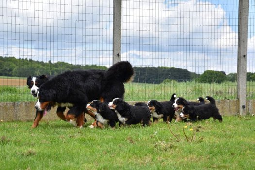 Berner sennen pups - 2