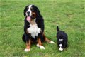 Berner sennen pups - 3 - Thumbnail