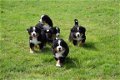 Berner sennen pups - 4 - Thumbnail