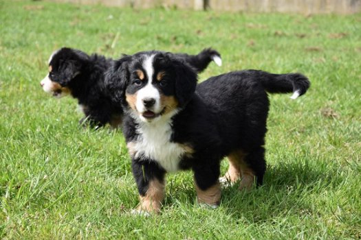 Berner sennen pups - 5