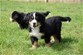 Berner sennen pups - 5 - Thumbnail