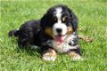 Berner sennen pups - 6 - Thumbnail