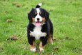 Berner sennen pups - 7 - Thumbnail