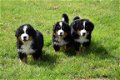 Berner sennen pups - 8 - Thumbnail