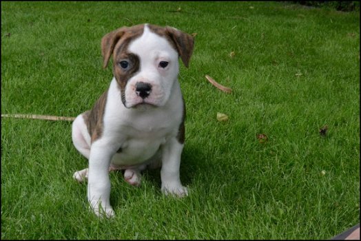 Amerikaanse bulldog pups - 1