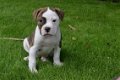 Amerikaanse bulldog pups - 1 - Thumbnail