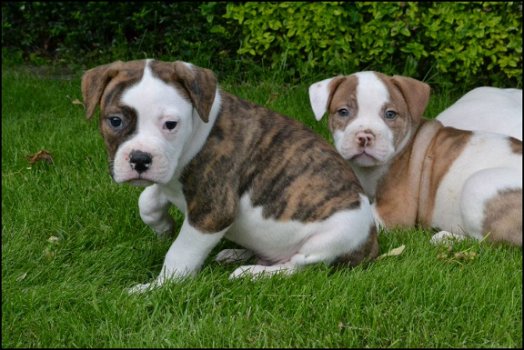 Amerikaanse bulldog pups - 2