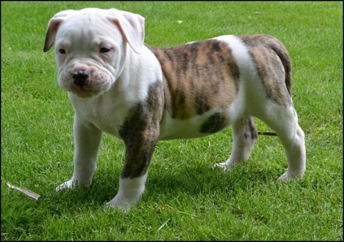 Amerikaanse bulldog pups - 3