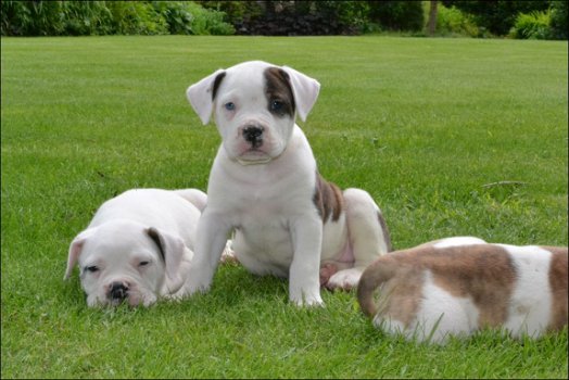 Amerikaanse bulldog pups - 4