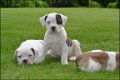 Amerikaanse bulldog pups - 4 - Thumbnail