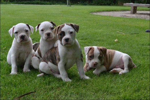 Amerikaanse bulldog pups - 5