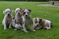 Amerikaanse bulldog pups - 5 - Thumbnail