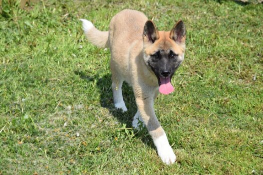 Akita inu pups - 4