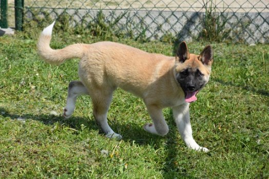 Akita inu pups - 6