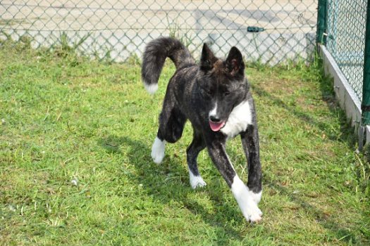 Akita inu pups - 5