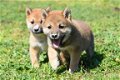 Shiba inu pups - 1 - Thumbnail