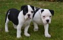 Old english bulldog pups - 1 - Thumbnail