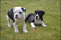 Old english bulldog pups - 2 - Thumbnail