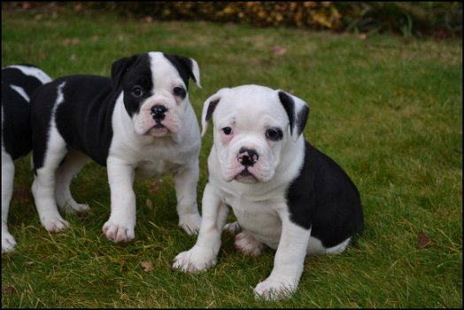 Old english bulldog pups - 3