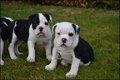 Old english bulldog pups - 3 - Thumbnail