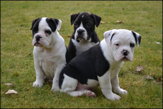 Old english bulldog pups - 4