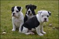 Old english bulldog pups - 4 - Thumbnail