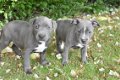 Engelse stafford pups - 4 - Thumbnail