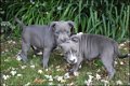 Engelse stafford pups - 6 - Thumbnail