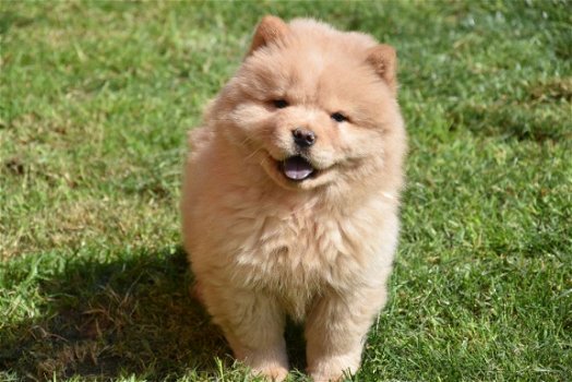 Chow chow pups - 1