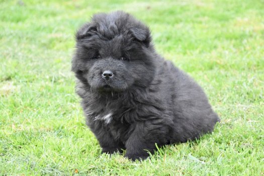 Chow chow pups - 2