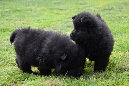Chow chow pups - 4