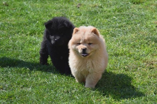 Chow chow pups - 6