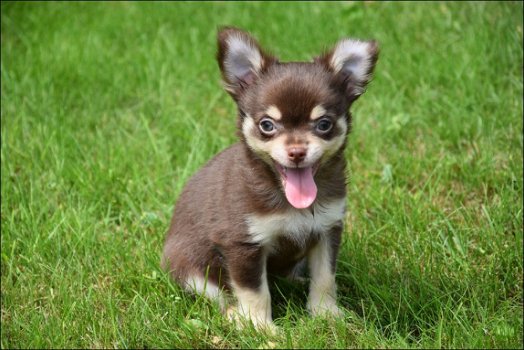 Chihuahua pups - 1