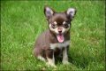 Chihuahua pups - 1 - Thumbnail