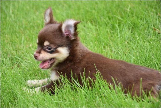 Chihuahua pups - 2