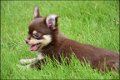 Chihuahua pups - 2 - Thumbnail