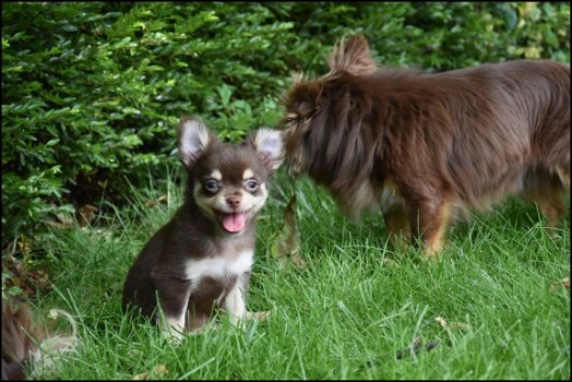 Chihuahua pups - 4