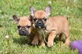 Franse bulldog pups - 1 - Thumbnail