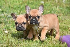Franse bulldog pups