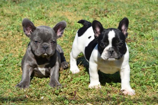 Franse bulldog pups - 3