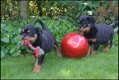 Rottweiler pups - 1 - Thumbnail